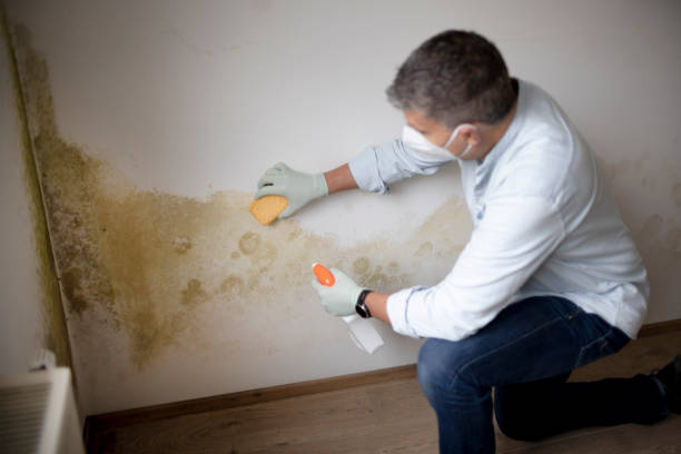 Mold Removal for HVAC Installations in Centerville, CA