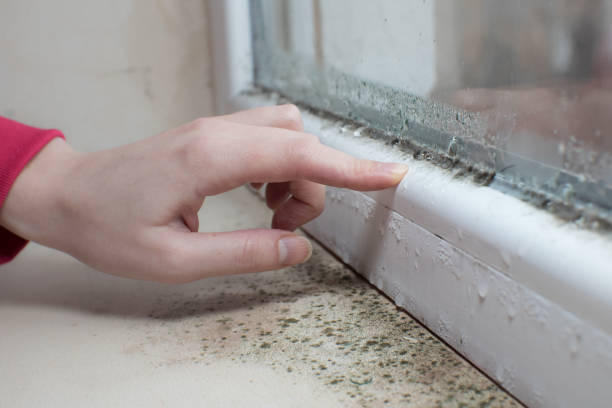 Centerville, CA Mold Removal Company